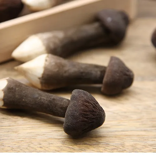 南菌北菇，中國最好吃的菌菇有哪些？