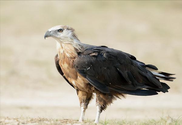 東江攬勝:收集常見鳥類圖譜之猛禽篇,攝鳥人自留地,建議收藏 東江攬勝:收集常見鳥類圖譜之猛禽篇,攝鳥人自留地,建議收藏