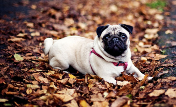 這5種國產的狗狗，深受大家喜愛，你養了哪隻