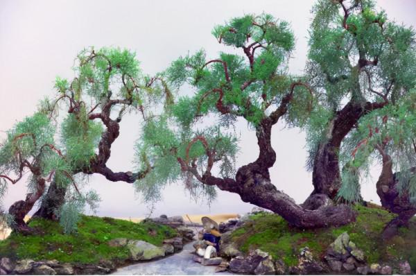 美圖丨如皋：精品盆景匯雉水，姿態優雅顯匠心！