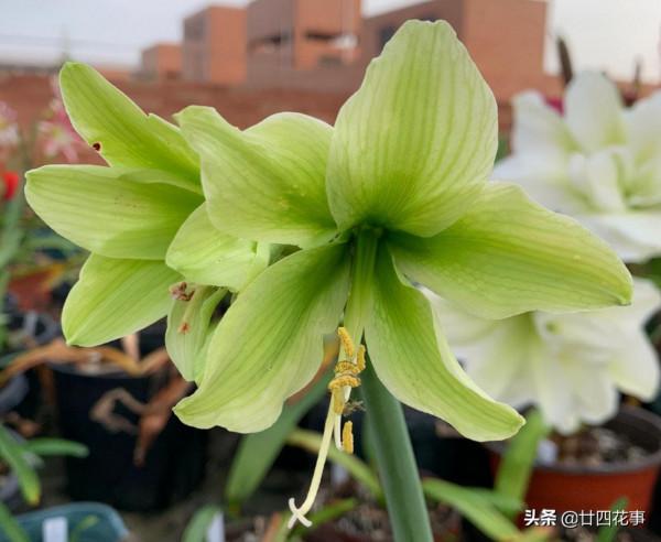 入秋養朱頂紅，5點到位再用個小技巧，開花還是要群朱，你說了算