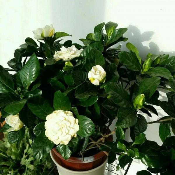 氣溫回升，5種花早施肥早開花，抓緊了