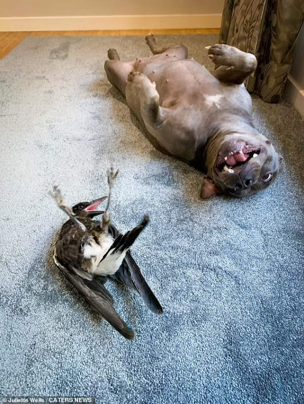 鬥牛㹴和喜鵲竟然成了形影不離的好朋友，喜鵲以為自己也是狗