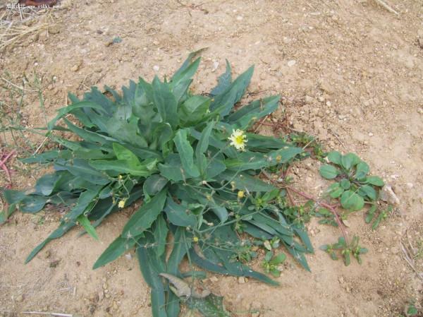 9種常見的野菜，比青菜還好吃，解膩又養人，看見別錯過