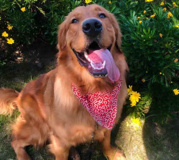 狗界最有“靈性”的6種狗,你對它的好,會銘記一生 狗界最有“靈性”的6種狗,你對它的好,會銘記一生