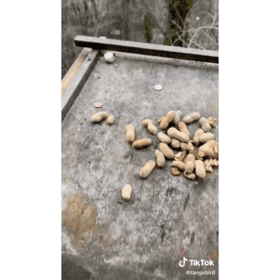 通人性的烏鴉為了感謝網友投餵的恩情，送上自己珍藏的寶物做報答
