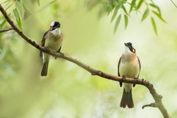 山西鳥類圖鑑 | 白頭鵯 山西鳥類圖鑑 | 白頭鵯