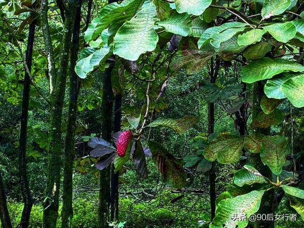 距成都80多公里的冷門徒步勝地，山中風景原始，古道滄桑古廟深藏