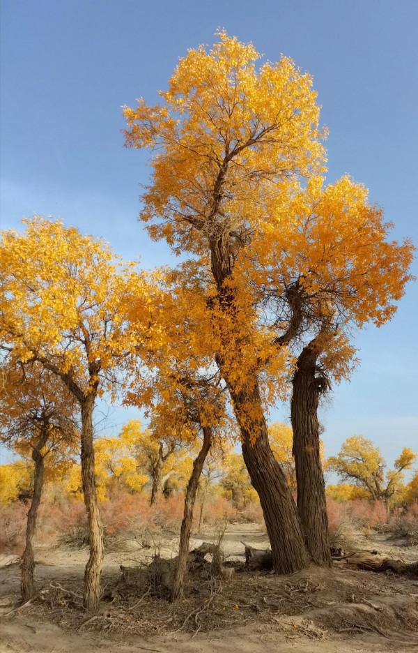 沙漠生命之魂 ～ 胡楊林