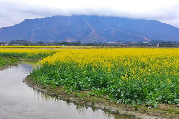 廣東有片廣闊溼地，夏天水波盪漾，秋天稻穀金黃，如今油菜花盛開