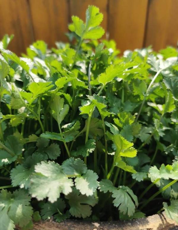 5種“蔬菜”不怕冷,陽臺種一盆,0度凍不死,吃一茬冒一茬 5種“蔬菜”不怕冷,陽臺種一盆,0度凍不死,吃一茬冒一茬