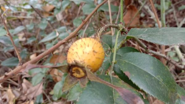 好多的金櫻子為何沒人摘，用它煮水的三大用途，好多人還不知道