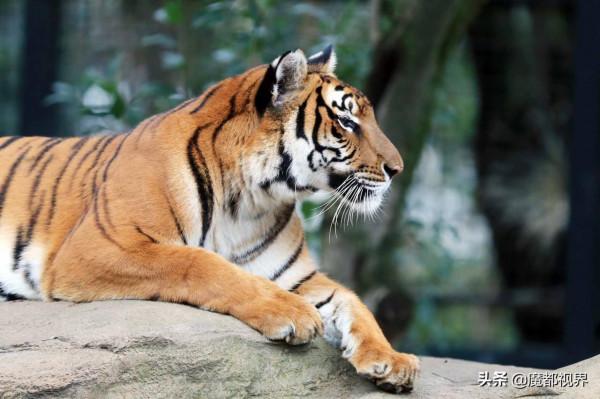 虎頭虎腦 虎虎生威 這波老虎表情包值得擁有