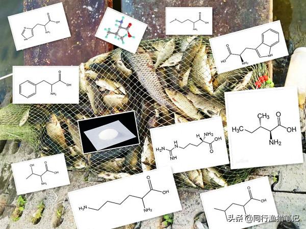 氨基酸是啥？對釣魚有啥用？淡水魚必須的10種氨基酸詳解