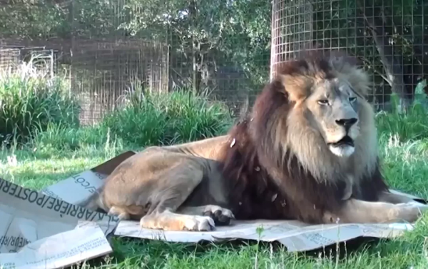 貓咪喜歡紙箱,那大貓呢?8種大型貓科動物實測,結果太可愛 貓咪喜歡紙箱,那大貓呢?8種大型貓科動物實測,結果太可愛