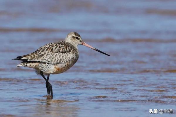 不吃不喝，持續飛行11天橫跨太平洋，斑尾塍鷸為啥這麼能飛？