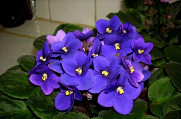 採光差,還想養花?7種“耐陰王”,隨便養一盆,一開四季花 採光差,還想養花?7種“耐陰王”,隨便養一盆,一開四季花