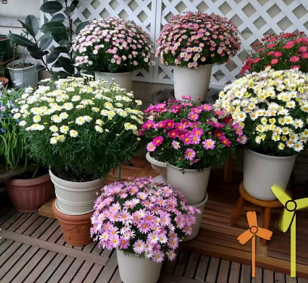 別隻用啤酒澆花了，配上4種“小藥片”，葉子更綠油，開花更多