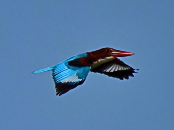 一組藍翠鳥 一組藍翠鳥