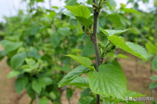 老獸醫：桑葉煮水+蜂蜜，方法簡單，一招去除養雞人3大煩惱