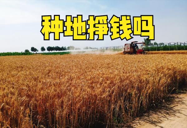 租500畝地種小麥和玉米,一年能掙30萬嗎?算算詳細賬單就知道 租500畝地種小麥和玉米,一年能掙30萬嗎?算算詳細賬單就知道