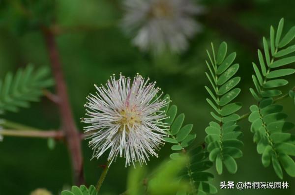 寶寶誤食家中花卉中毒，這12種美麗綠植，有小孩的家庭要遠離