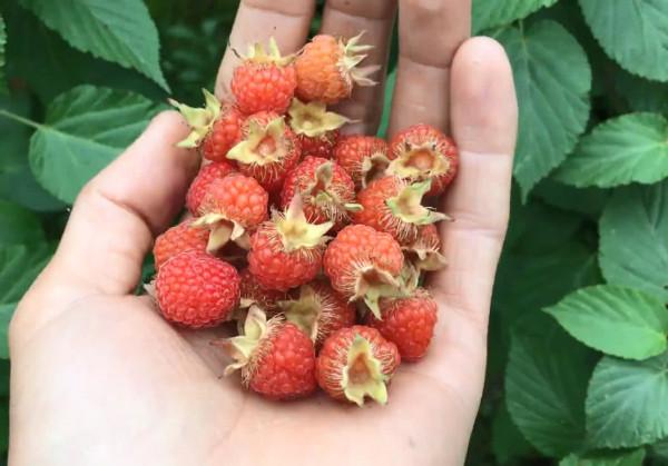 農村18種美味野果,你吃過幾種?能說出名字嗎?一起來認識下 農村18種美味野果,你吃過幾種?能說出名字嗎?一起來認識下