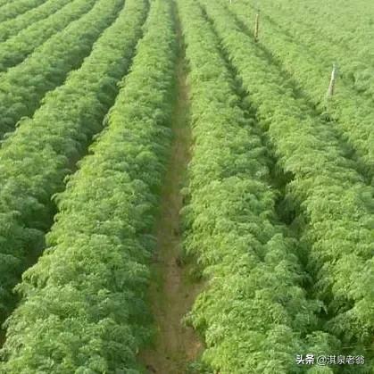 秋季種好胡蘿蔔的幾點做法 秋季種好胡蘿蔔的幾點做法