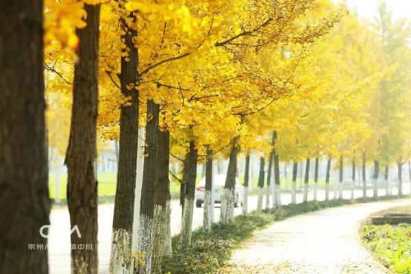 滿城銀杏黃！金燦燦的城區觀賞圖鑑來了
