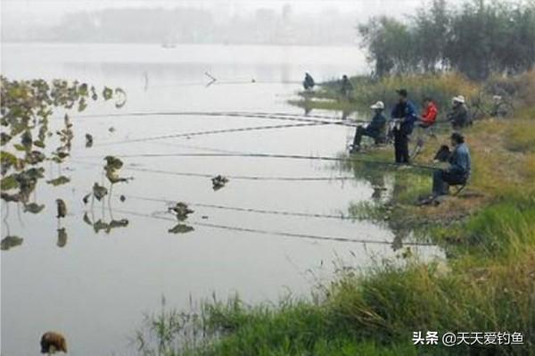 過了秋分,黃顙魚更加鮮嫩肥美了,到了這種釣法連竿上魚的時候 過了秋分,黃顙魚更加鮮嫩肥美了,到了這種釣法連竿上魚的時候