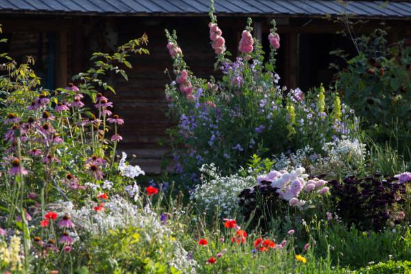 多少人的夢想!湖南姑娘用5年,在新疆禾木打造了個絕美花園 多少人的夢想!湖南姑娘用5年,在新疆禾木打造了個絕美花園