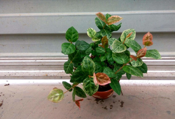 抓住這4點要求，花葉絡石春秋時節粉嘟嘟，冬日紅彤彤，美極了