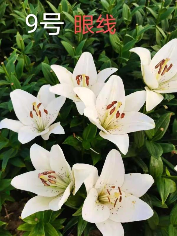 百合花也有春天