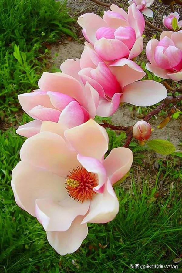 這些奇異的花卉，你喜歡哪種