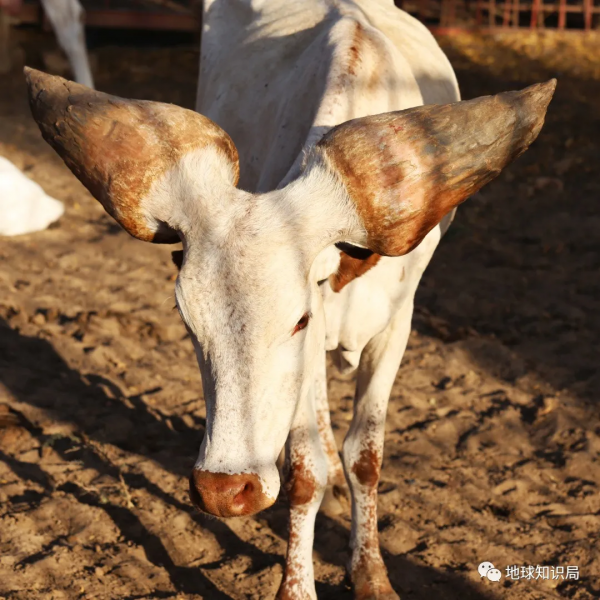 非洲的眼淚，為何如此貧窮｜地球知識局