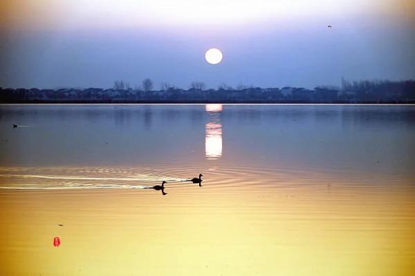 淮陽龍湖國家溼地公園裡的這些可愛的鳥,你見過多少? 淮陽龍湖國家溼地公園裡的這些可愛的鳥,你見過多少?