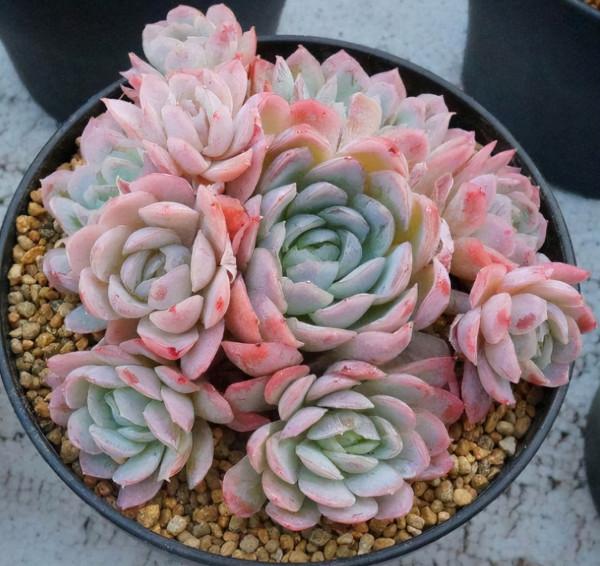 8種多肉顏值高,還帶有迷人香氣,肉友們養了幾種? 8種多肉顏值高,還帶有迷人香氣,肉友們養了幾種?