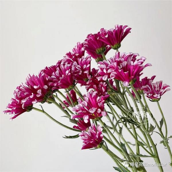 紅風車小菊 · 等風來