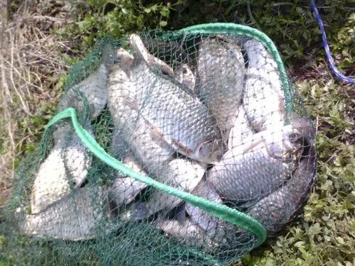 春釣魚就選這4大“黃金釣位”，大板鯽讓你拉到手軟