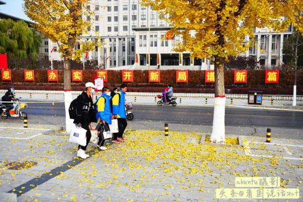 河北青龍:銀杏金黃風光美 河北青龍:銀杏金黃風光美