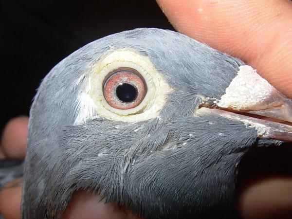 談談腦殼對選留賽鴿的依據