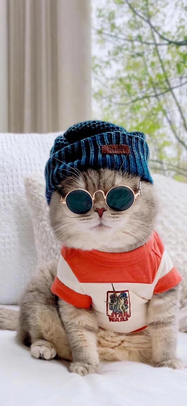 萌化了的喵星人~可愛貓咪愛不如寵，寵不如懂