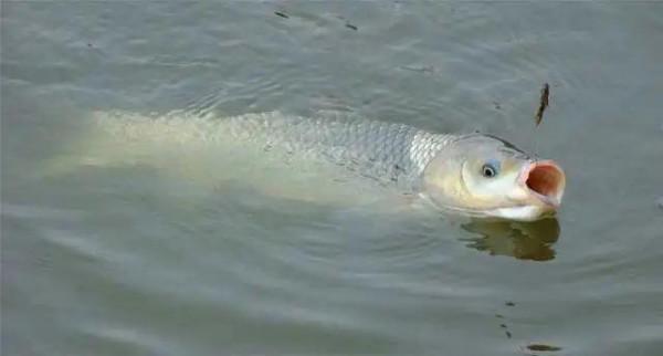 分享老曹的野釣技巧全解析，釣魚才能過癮