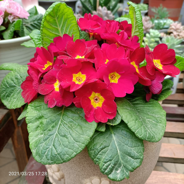 3種花“名聲差”，但養起來是真“上癮”，越養開花越多