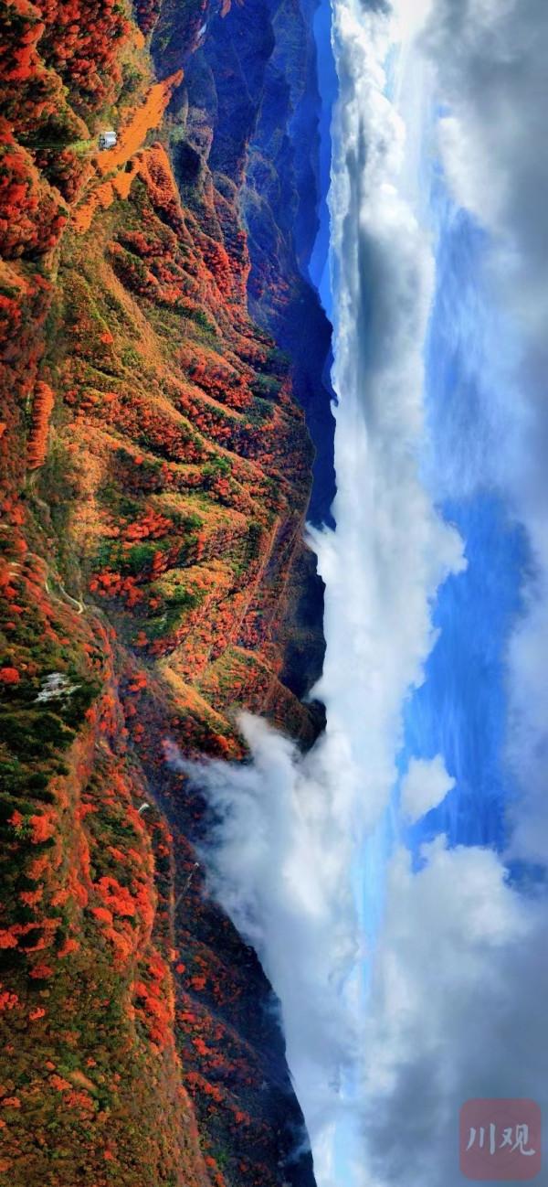 秋天最美的約定 光霧山的紅葉又紅啦