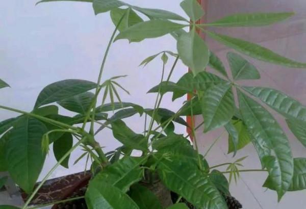 這些花要捨得剪，&OpenCurlyDoubleQuote;舊顏換新貌&rdquo;，越剪葉子越綠