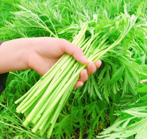 藜蒿：曾是農村的&OpenCurlyDoubleQuote;餵豬草&rdquo;，如今1&ZeroWidthSpace;斤&ZeroWidthSpace;30元，春節後最鮮嫩