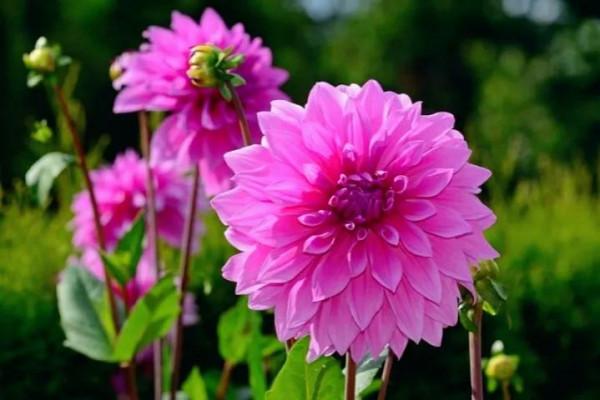 大麗花的花朵，花瓣排列得十分整齊，自然奔放而富有浪漫色彩