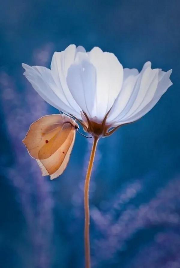 分享——美麗的蝴蝶