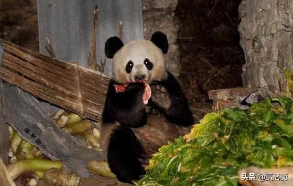 真實事件：甘肅66歲老漢茶園遭熊貓撕咬！起訴當地機構後獲賠40W